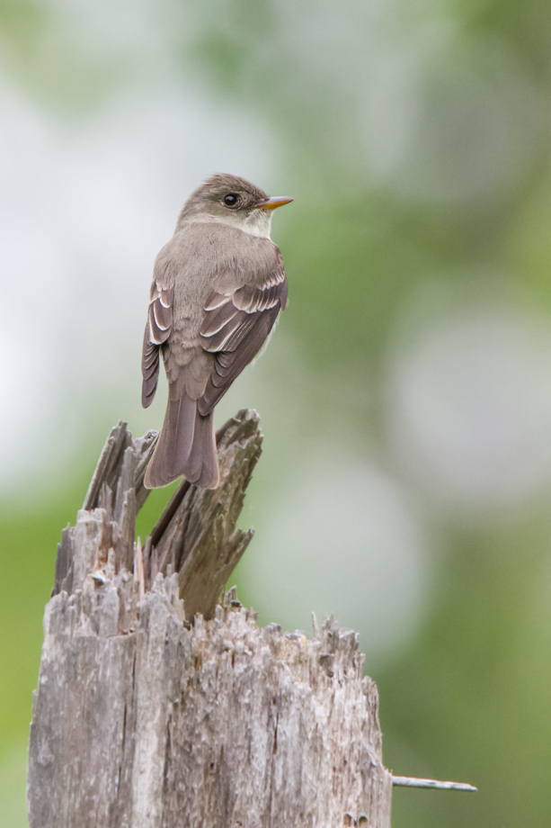Gallery of my \"proper photos\"- NH warbler research