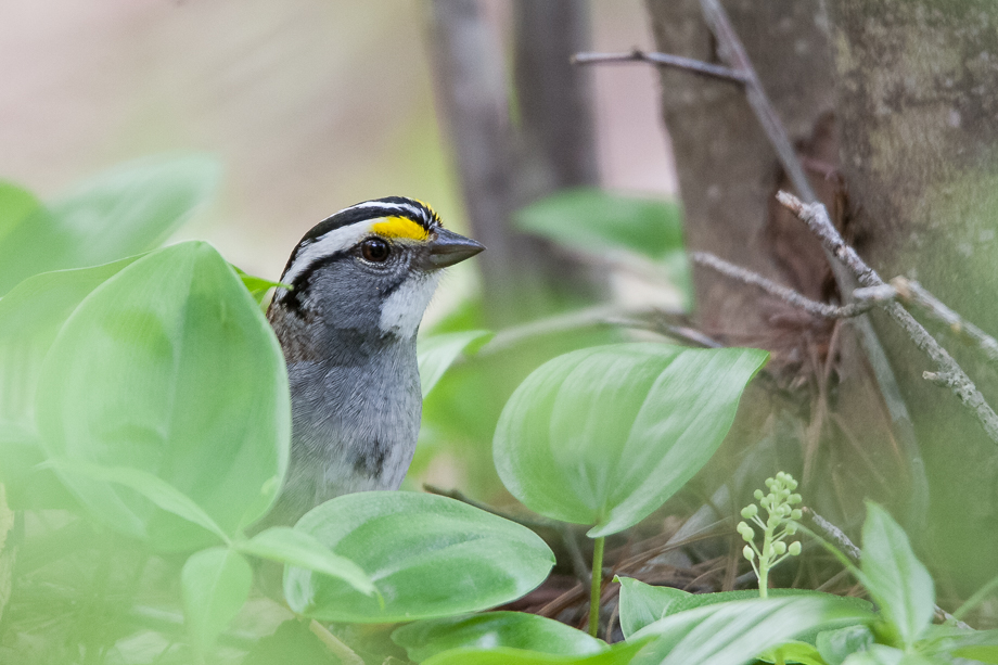 Gallery of my \"proper photos\"- NH warbler research