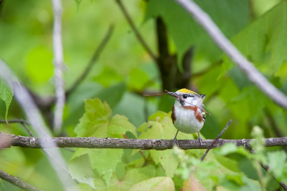 Gallery of my \"proper photos\"- NH warbler research