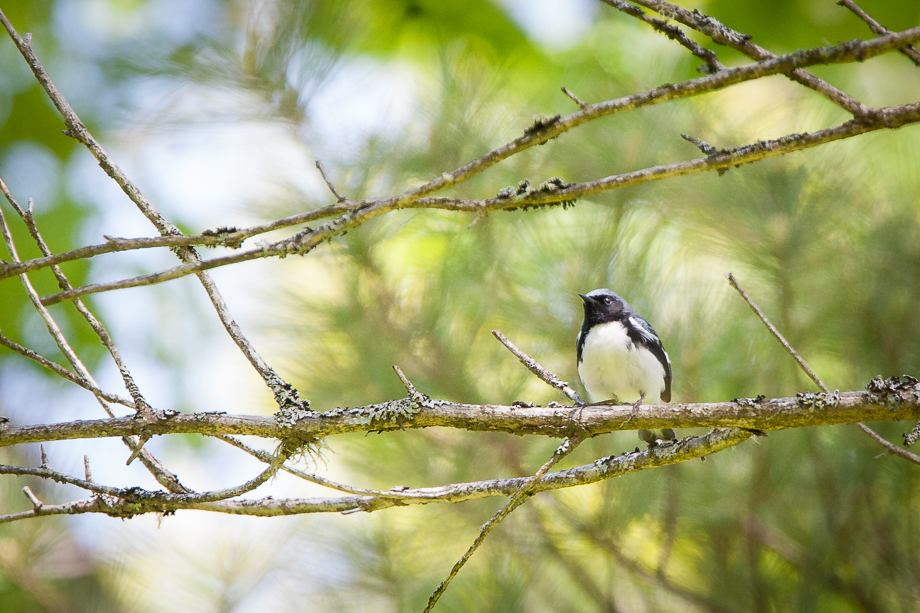 Gallery of my \"proper photos\"- NH warbler research