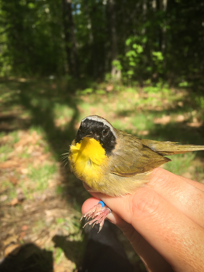 Gallery of \"Warblers in the Hand\"